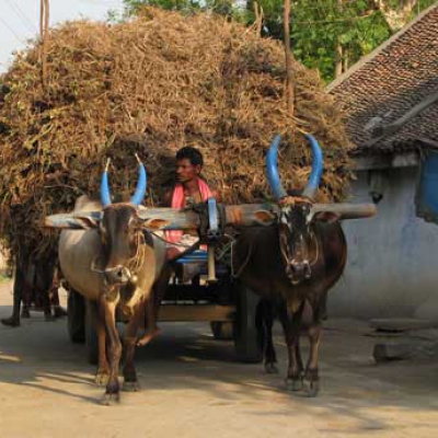 Rural Life Of Tamilnadu