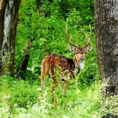 Bandipur National Park karnataka