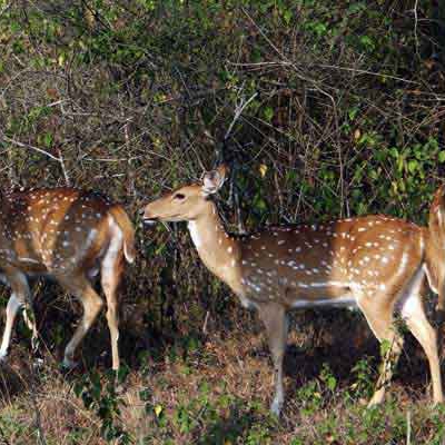 Karnataka Hills & Wildlife