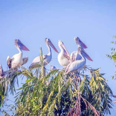 Ranganathittu Bird Sanctuary - Karnataka