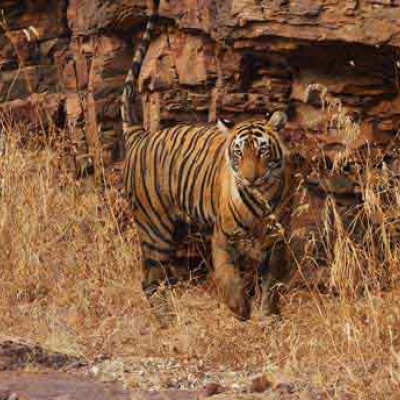 Ranthambore Tiger Reserve and Chittorgarh